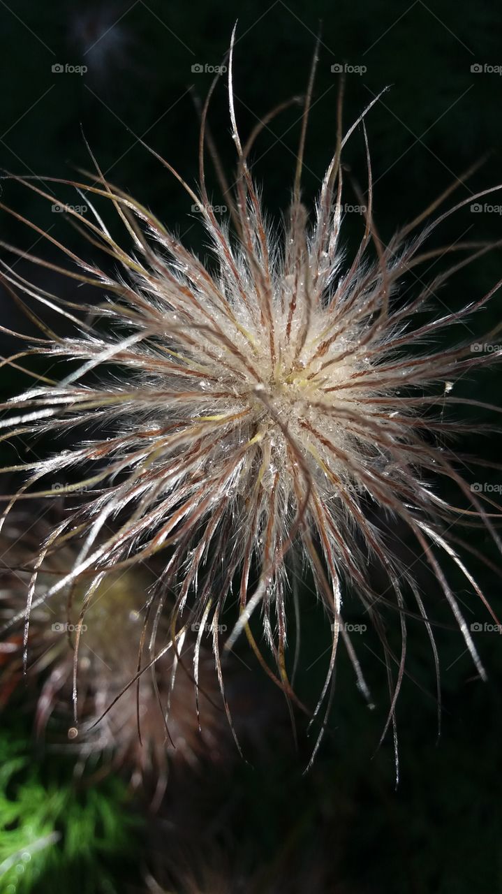 Wet old flower