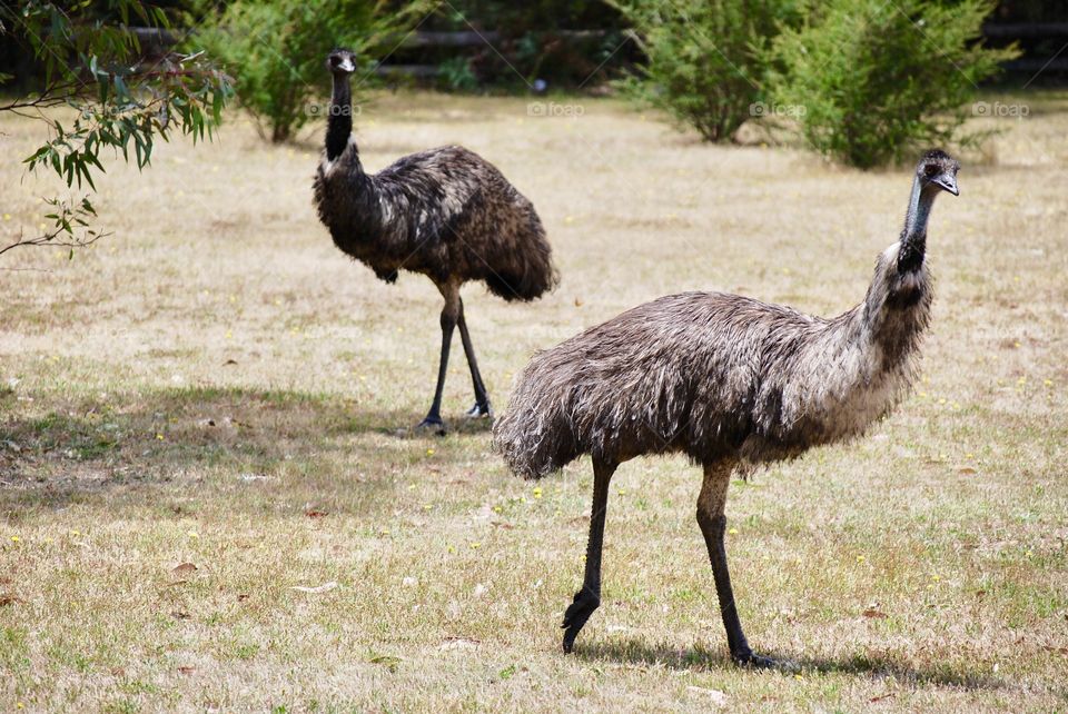 Emu's going for a run at Halls Gap