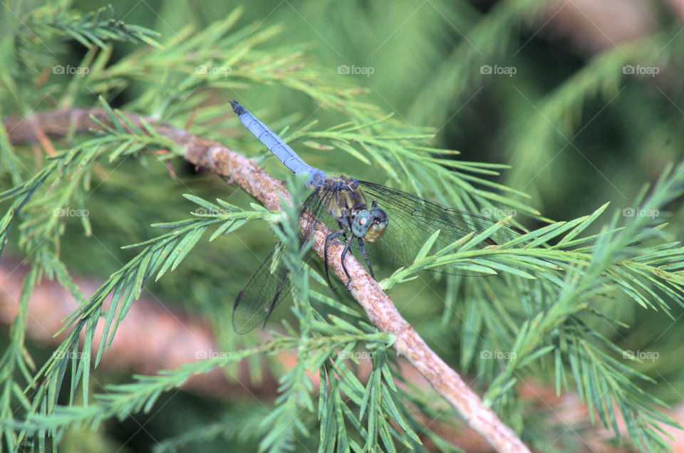 blue dragonfly cliseup
