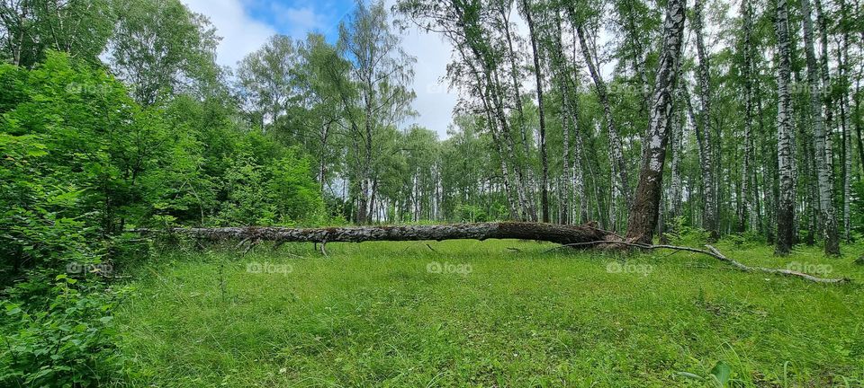 A birch tree that has fallen in a clearing
