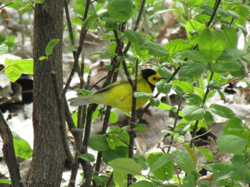 The warbler  migration season has begun in Ohio. This is a hooded warbler.