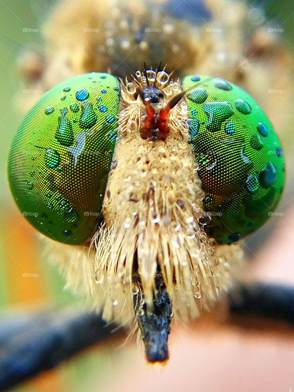 Robberfly's Face