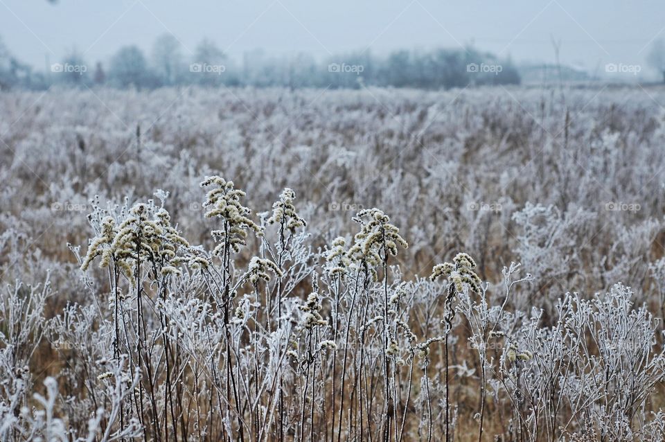 Blades of grass in snow