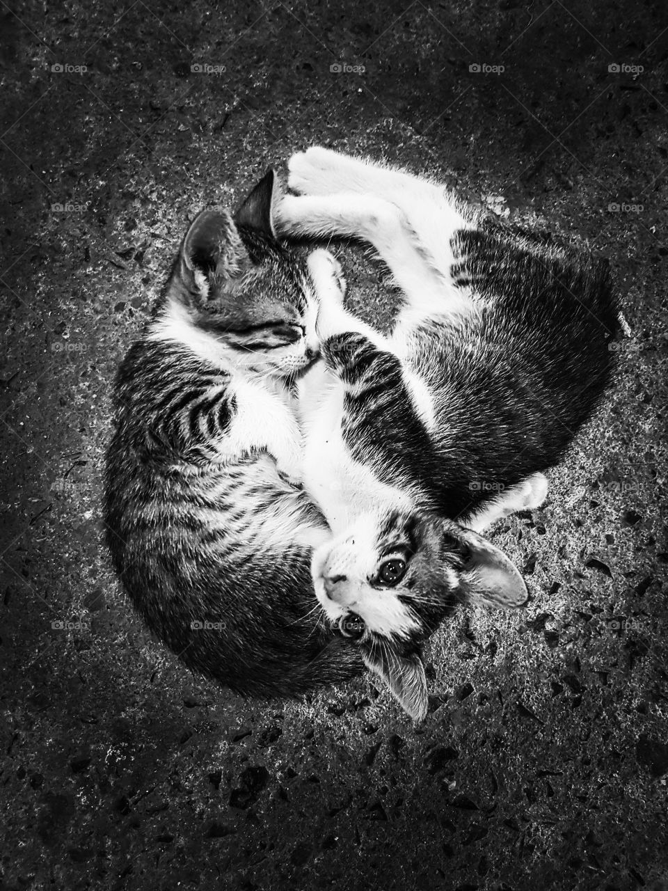 Two cats sleep together.