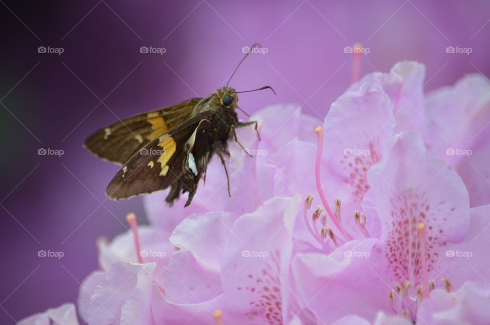 Moth in my flower bush
