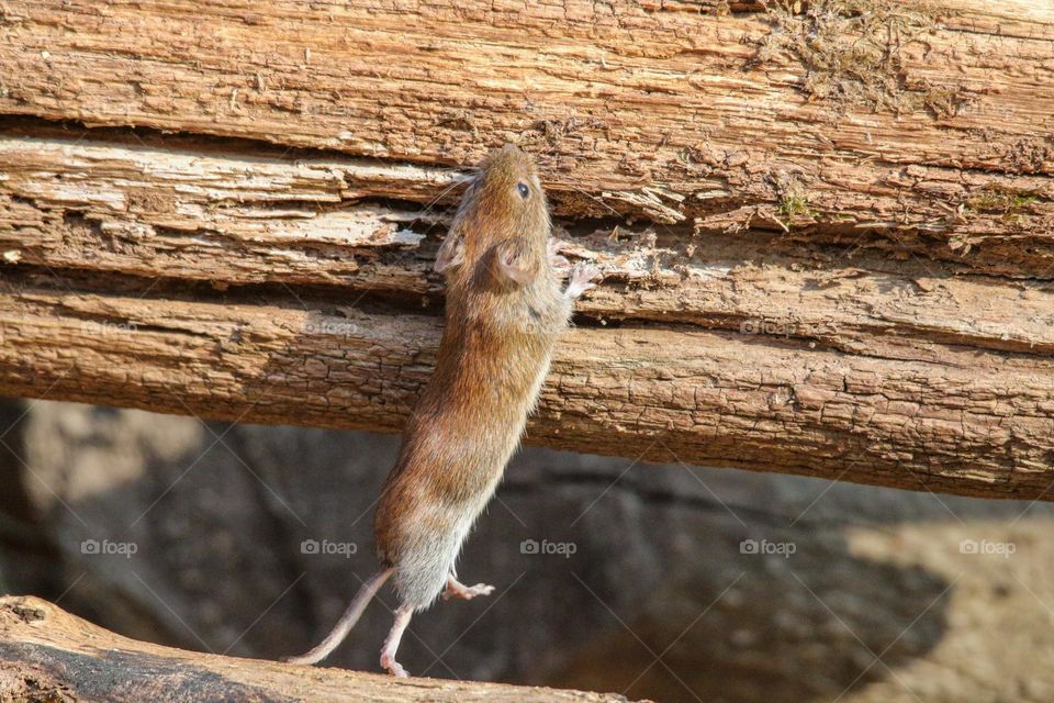 Mouse trying to climb on wood