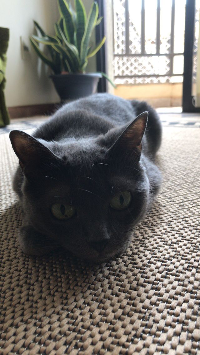 😺