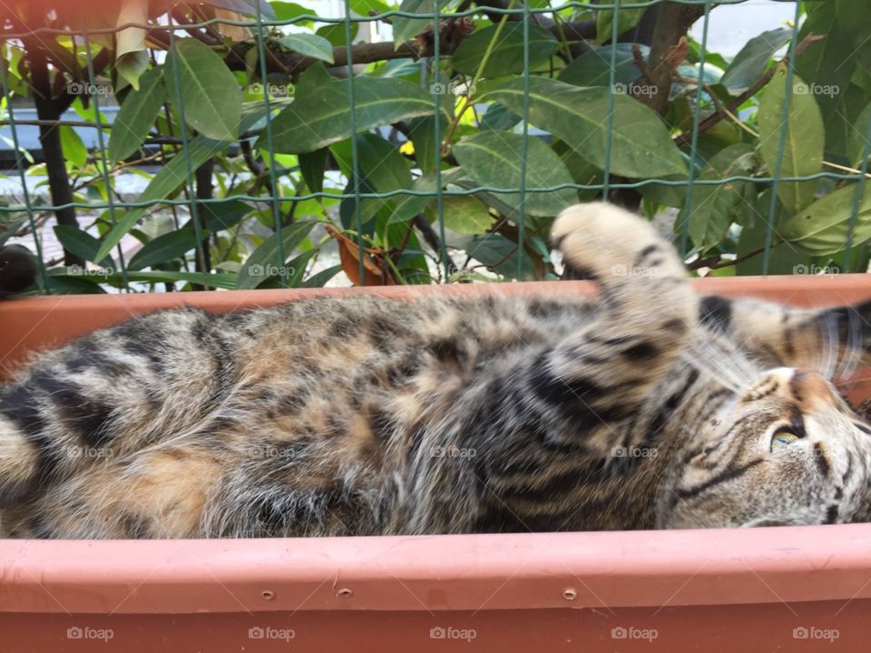 salù has a rest in a jar