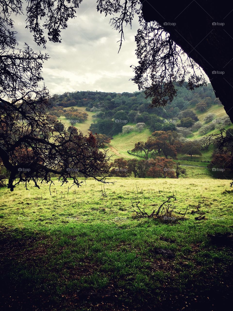 Scenic view of trees against cloudy sky