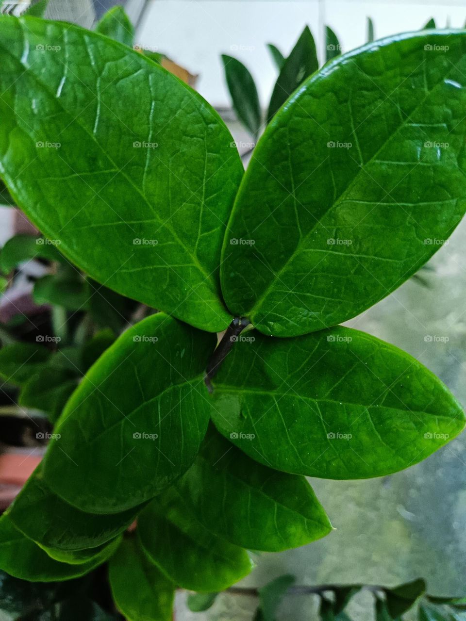 "Silent guardians of green, these leaves stand in harmony, reflecting nature’s quiet balance and strength."