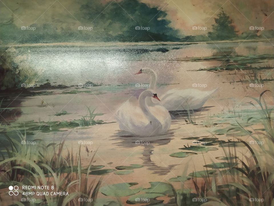 Water, No Person, Nature, Bird, Swan