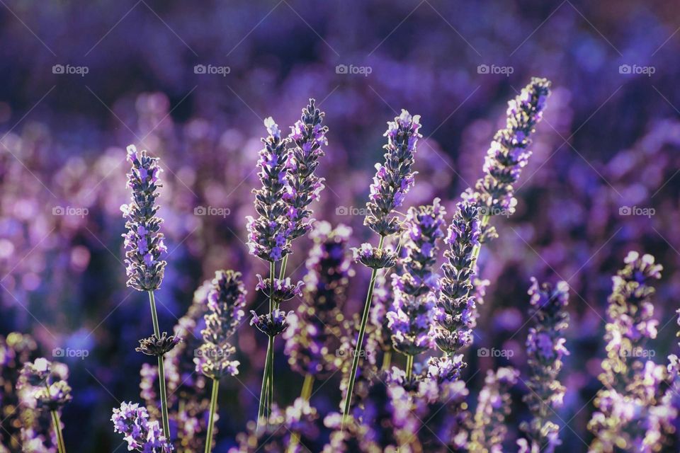 purple flower in tilt shift lens