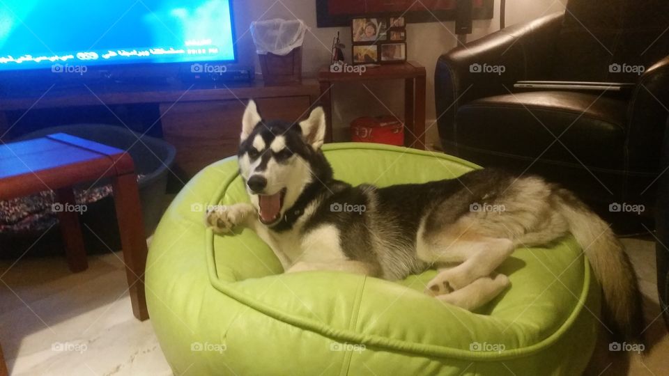 husky dog feeling lazy relaxing on a bean bag