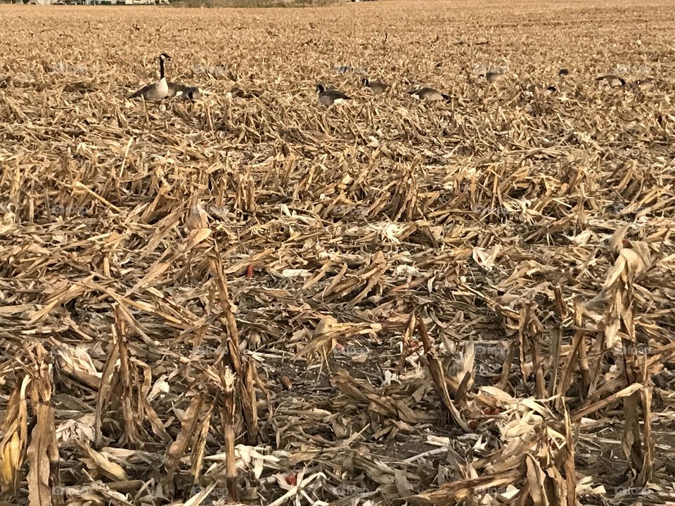 Geese in harvested field 