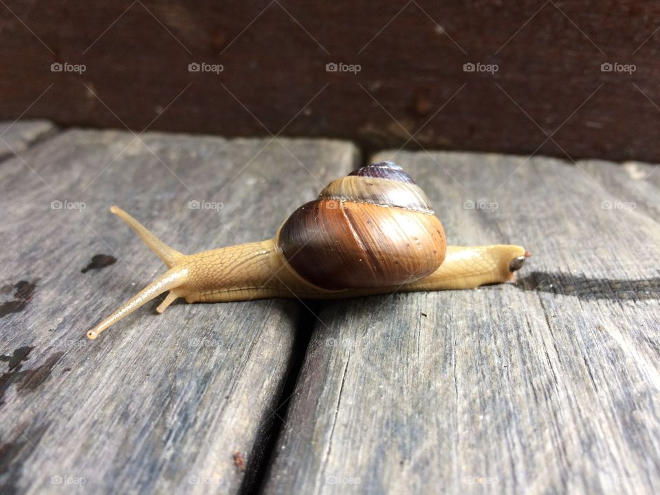 Snail, Gastropod, Slow, Wood, Shellfish