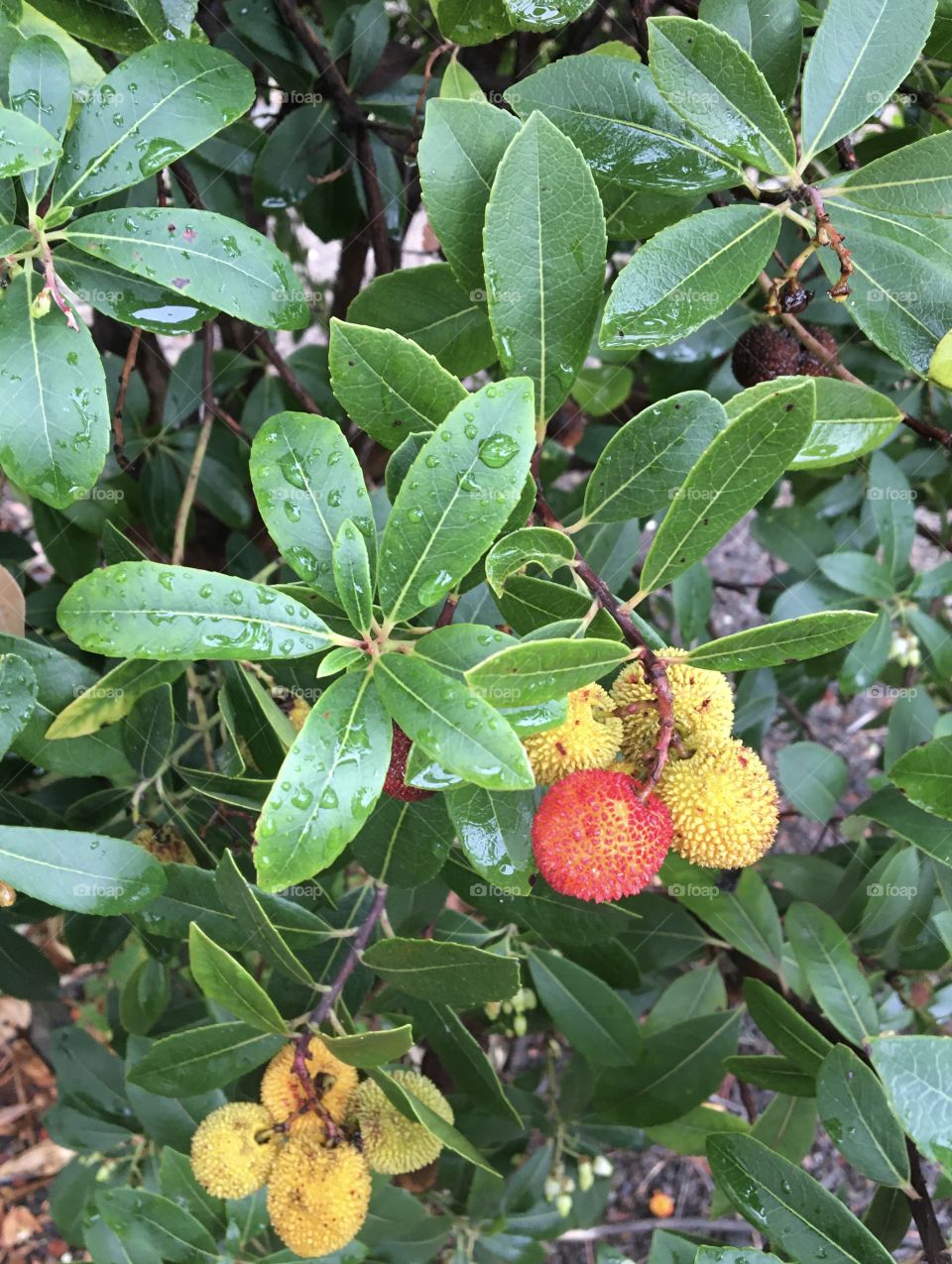 Arbutus tree with fruits
