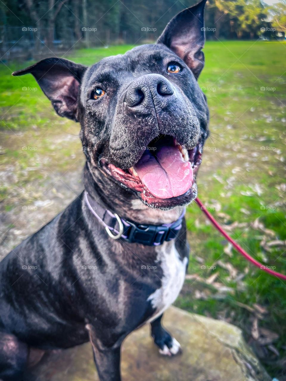 Training day with all the happy, playful dogs! Meet my beautiful clients! 