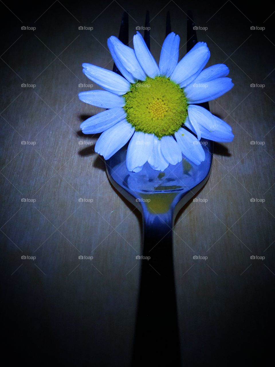 Chamomile on the tines of a metal fork