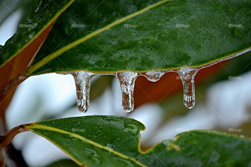 Leaves with ice dripping