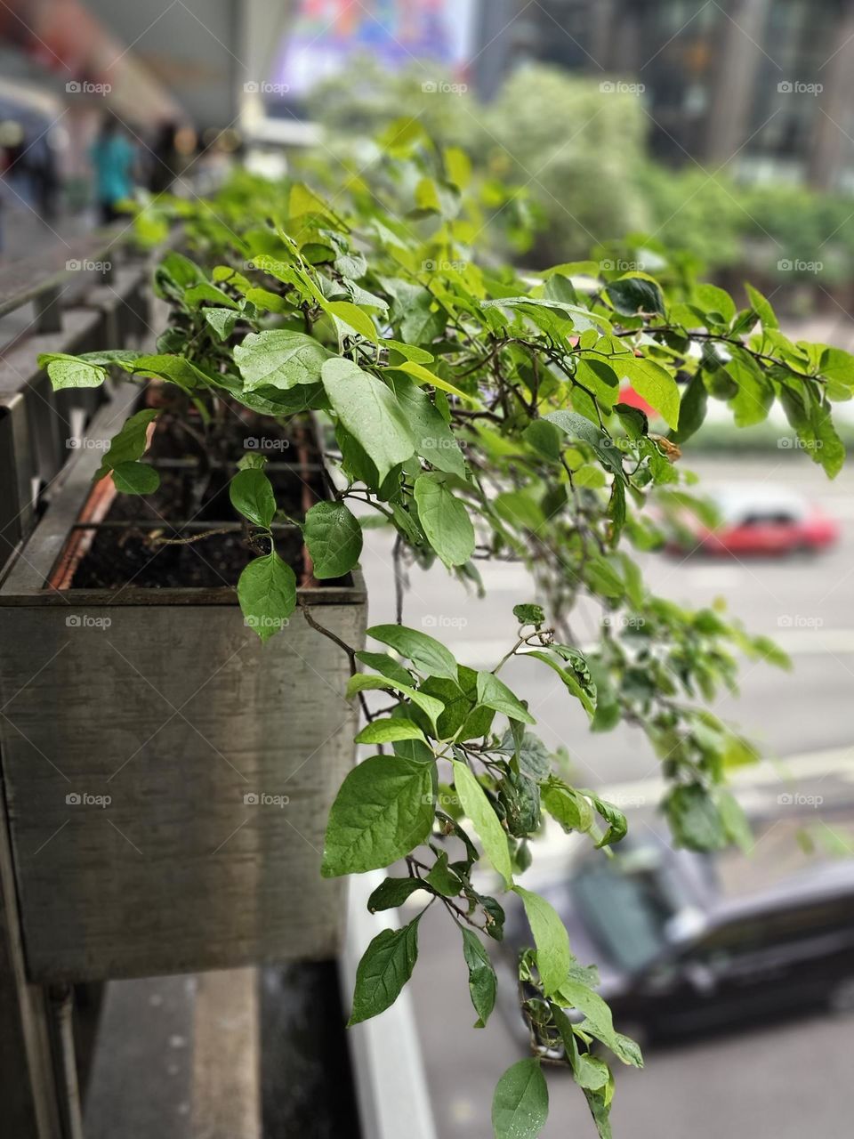 Green plants along the side of the footbridge in Wanchai Hong Kong