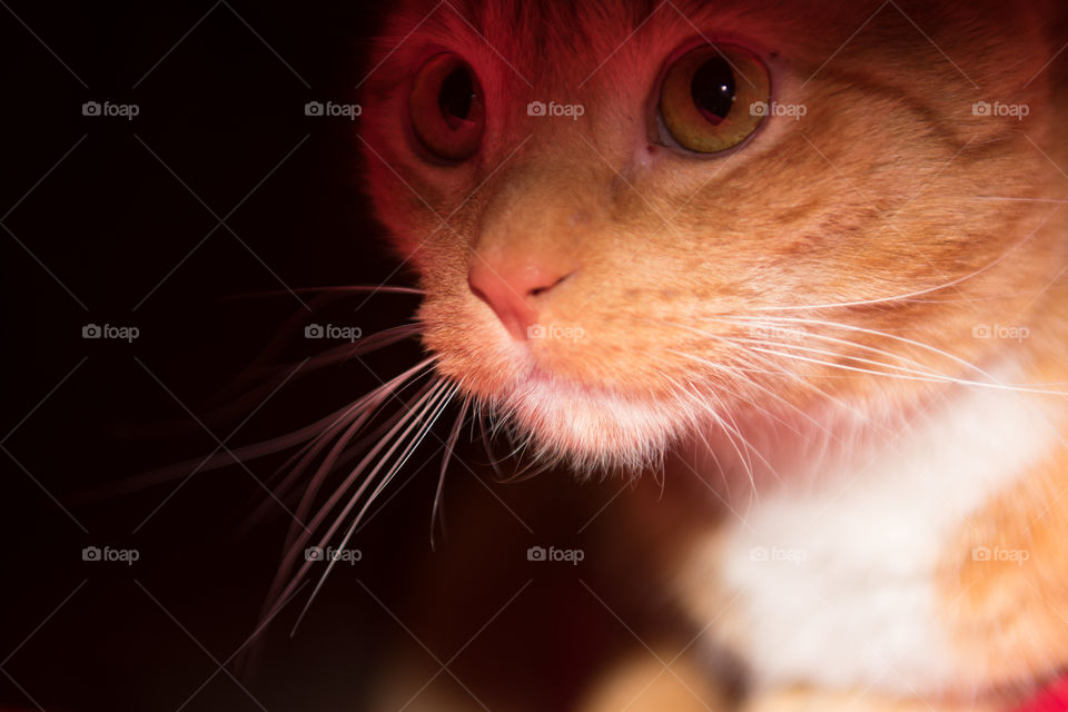 Dramatically lit ginger cat portrait shows a domestic terror waiting to be unleashed from the shadows