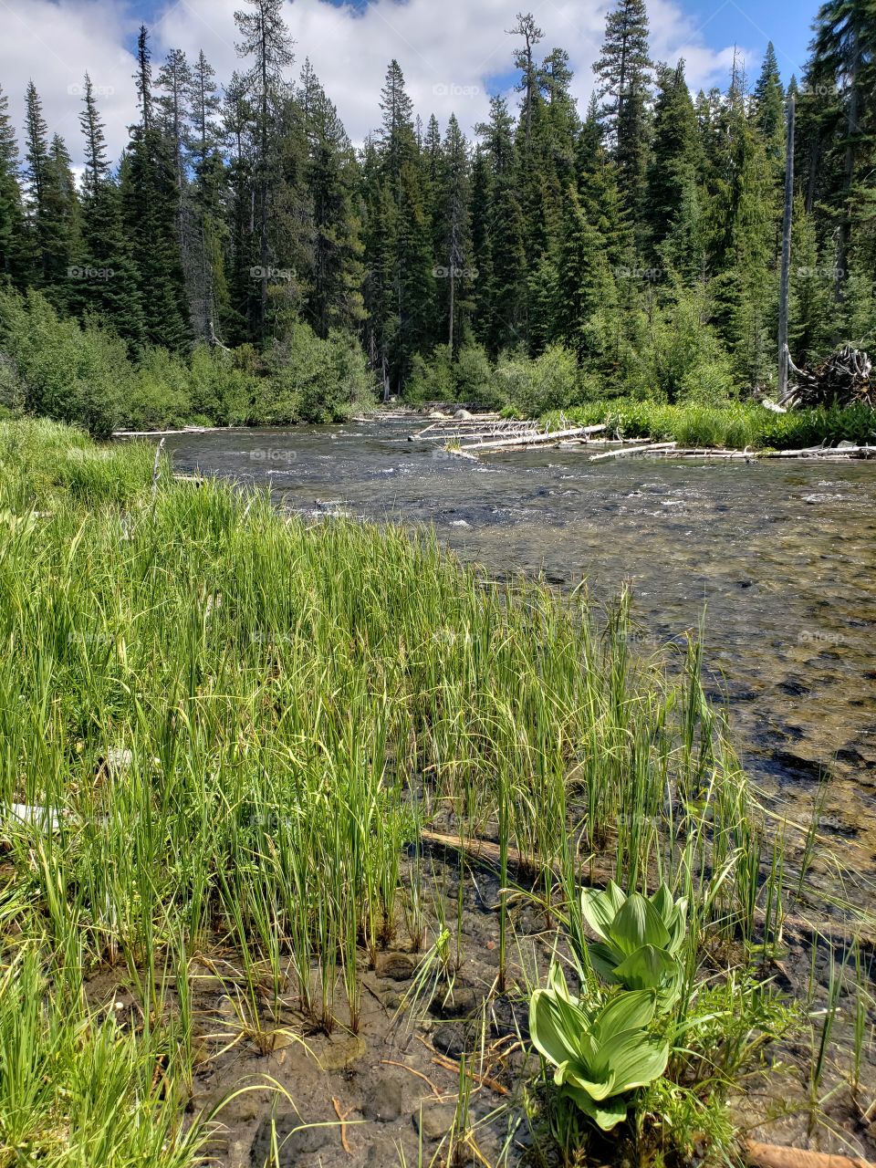 Thick wild grasses and weathered logs along the lush green banks of the Deschutes River running through the forests of Central Oregon on a sunny summer day.