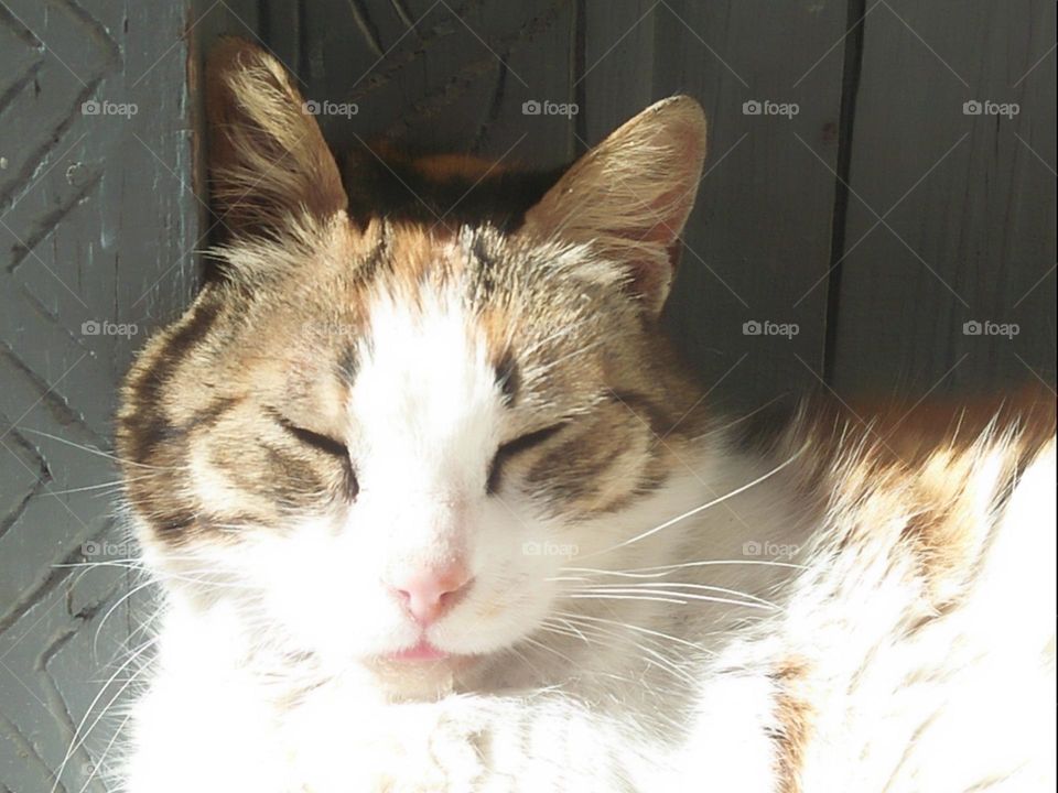 A head of a beautiful cat sleeping.