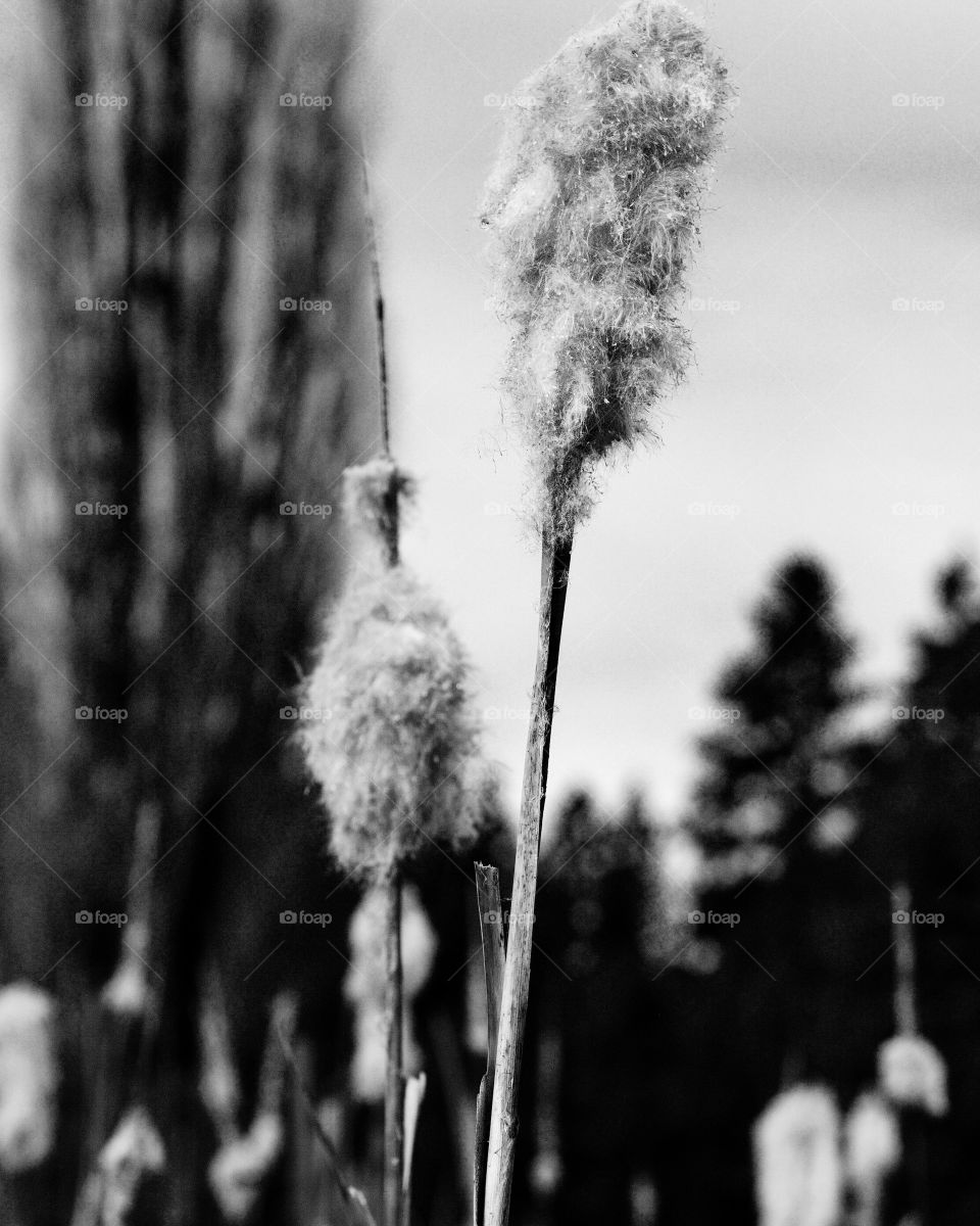 Cat tails disintegrating at the end of their yearly cycle 