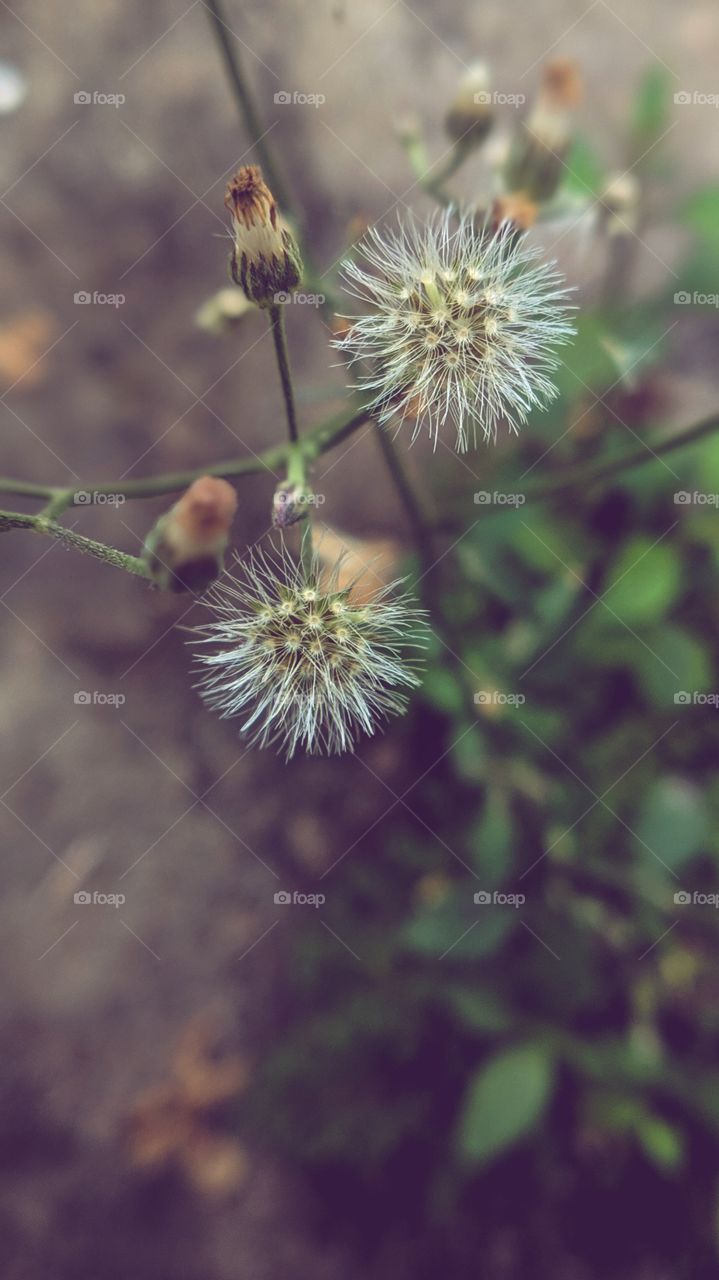 close up shot of sensitive plant