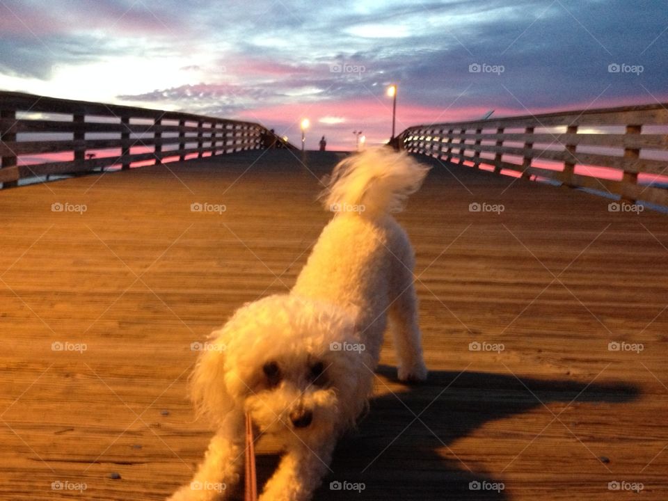 Downward Facing Dog on the Pier