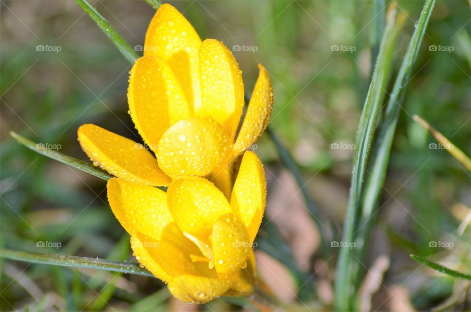 Flowers in the garden
