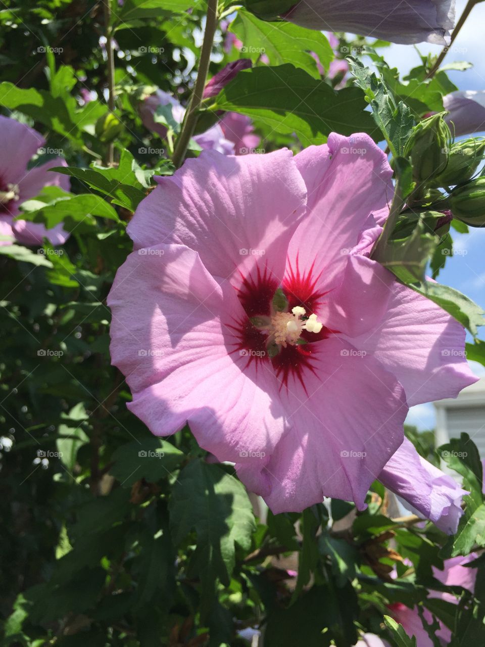 Rose of sharon hibiscus 

