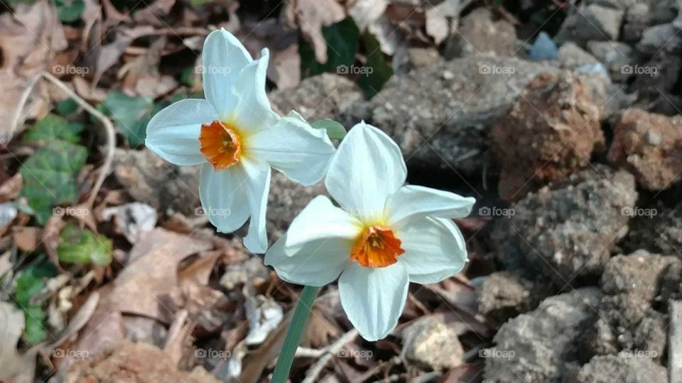 Nature, Flora, Flower, Leaf, Garden