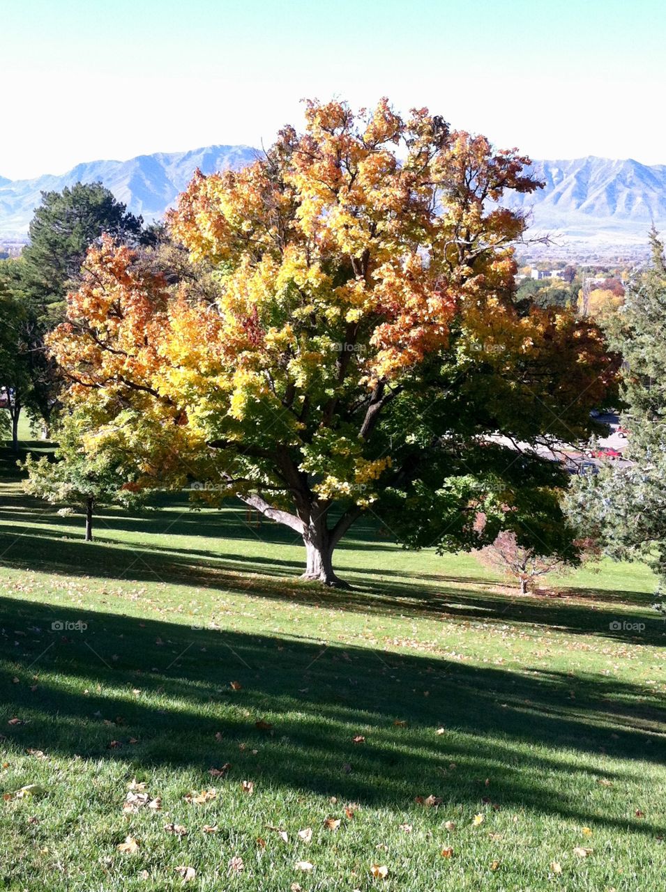 The change of seasons right before your eyes. This was a very interesting thing to see - the tell-tale dark brown of winter to the green of summer.