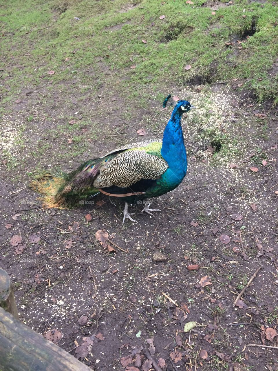 Peacock poses nicely until my shaky hands finally takes a decent photo 
