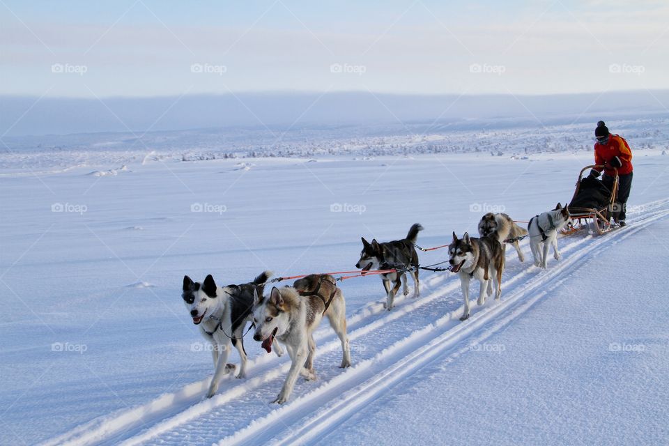 Husky safari in the snow