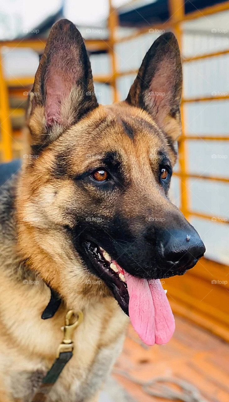 my beautiful and cute dog.