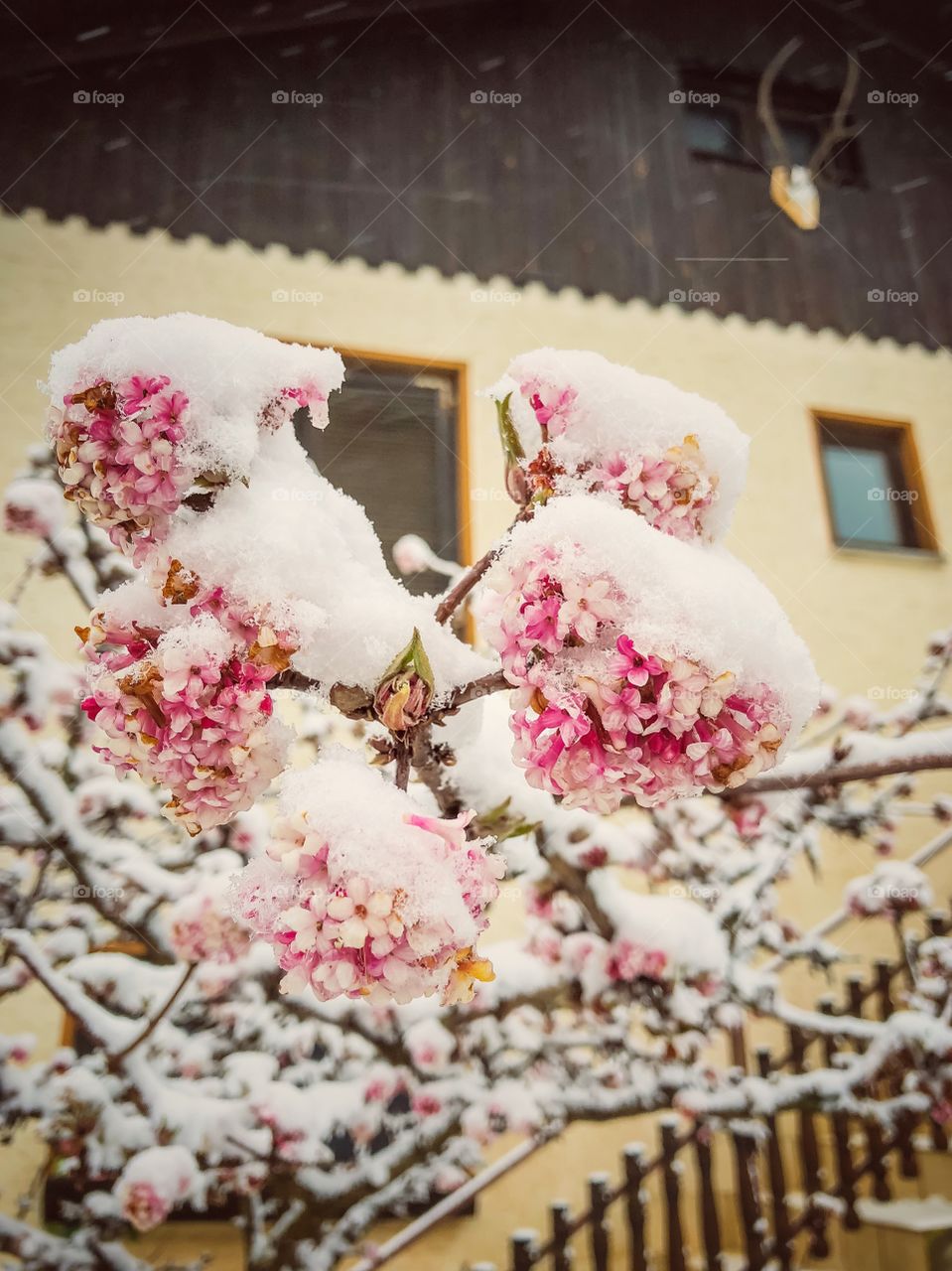 Snow flower