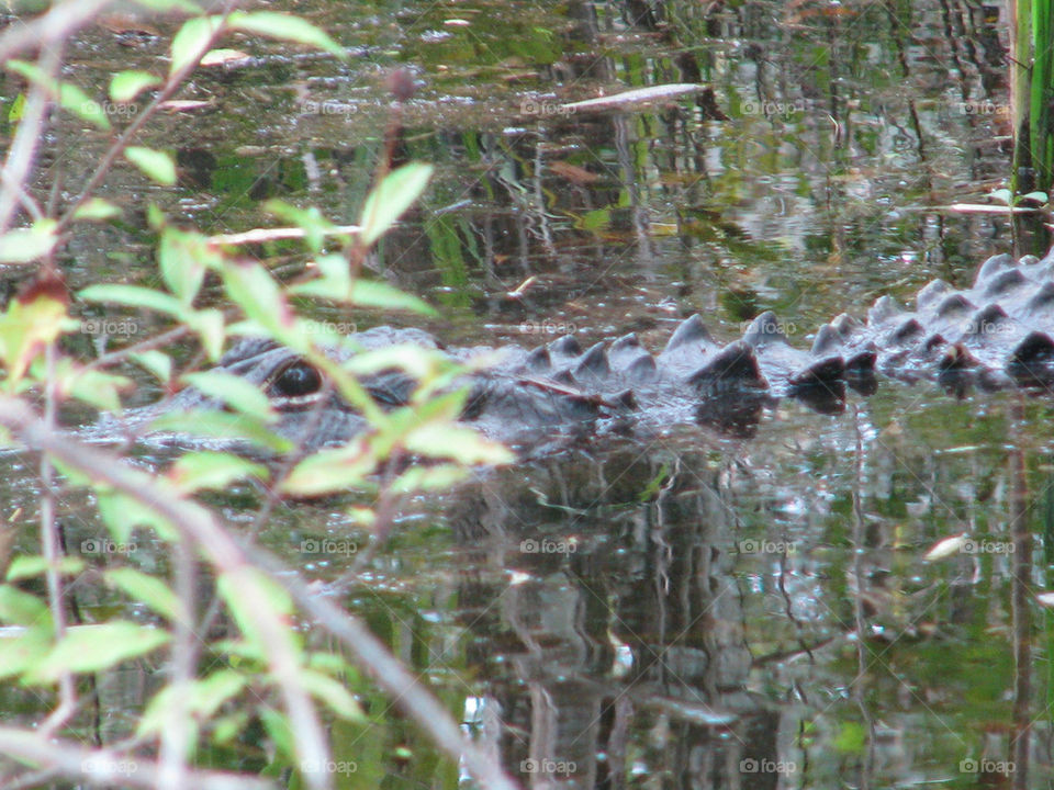alligator closeup