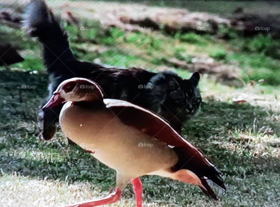 one cat's and bird photography