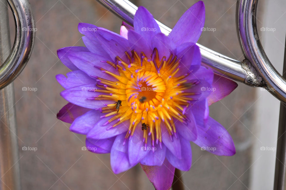 blue lily flower near the sri maha bodhi in anuradhapura