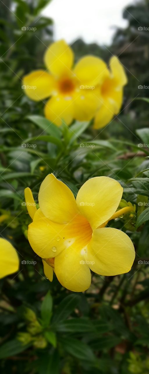 Bursting yellow