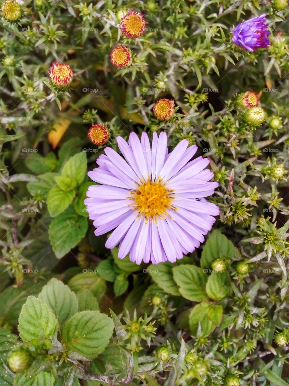 colorful flowers background in the garden