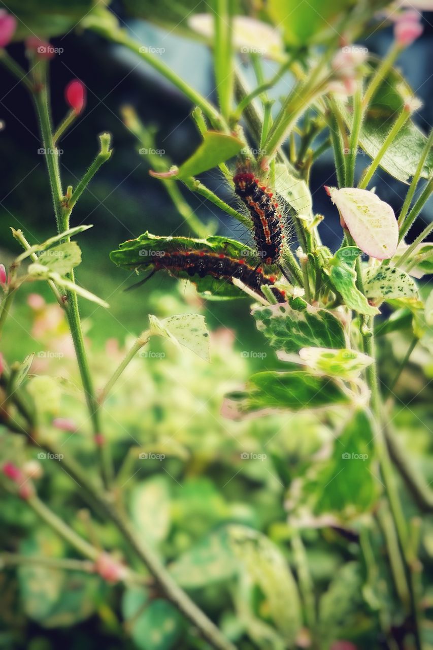 Close-up of two caterpillars on plant