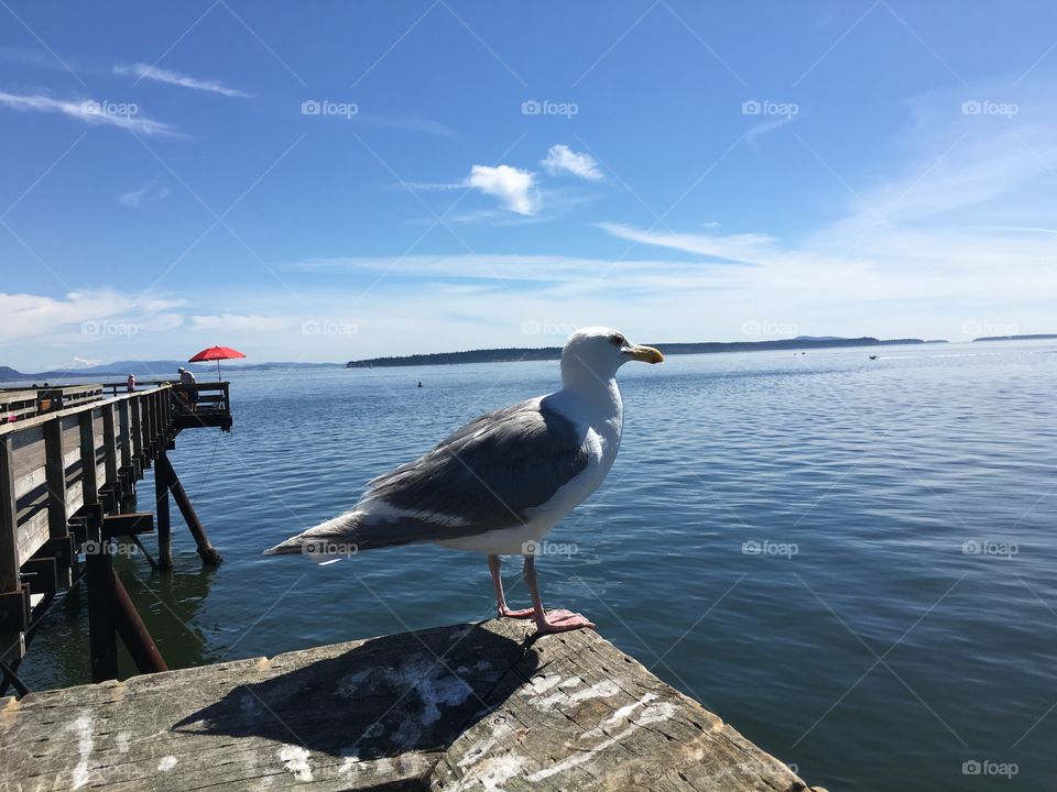 Seagull