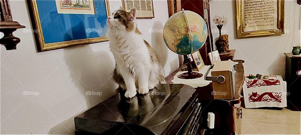 Sitting on top of the home stereo unit “Linda”, the cat from “Bavaria” now examines a framed page from an antique hand written book with partially guillded illustrations. 2023. Hypnotic Productions