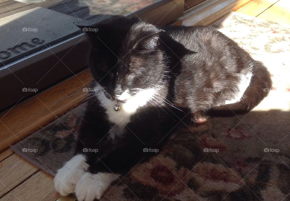 Reflection of light of cat laying in the sunlight.