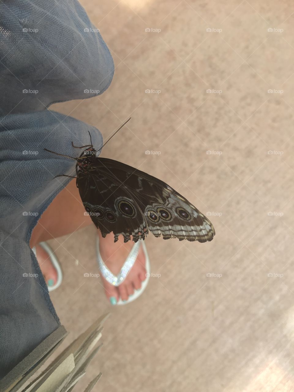 Butterfly  on a dress.