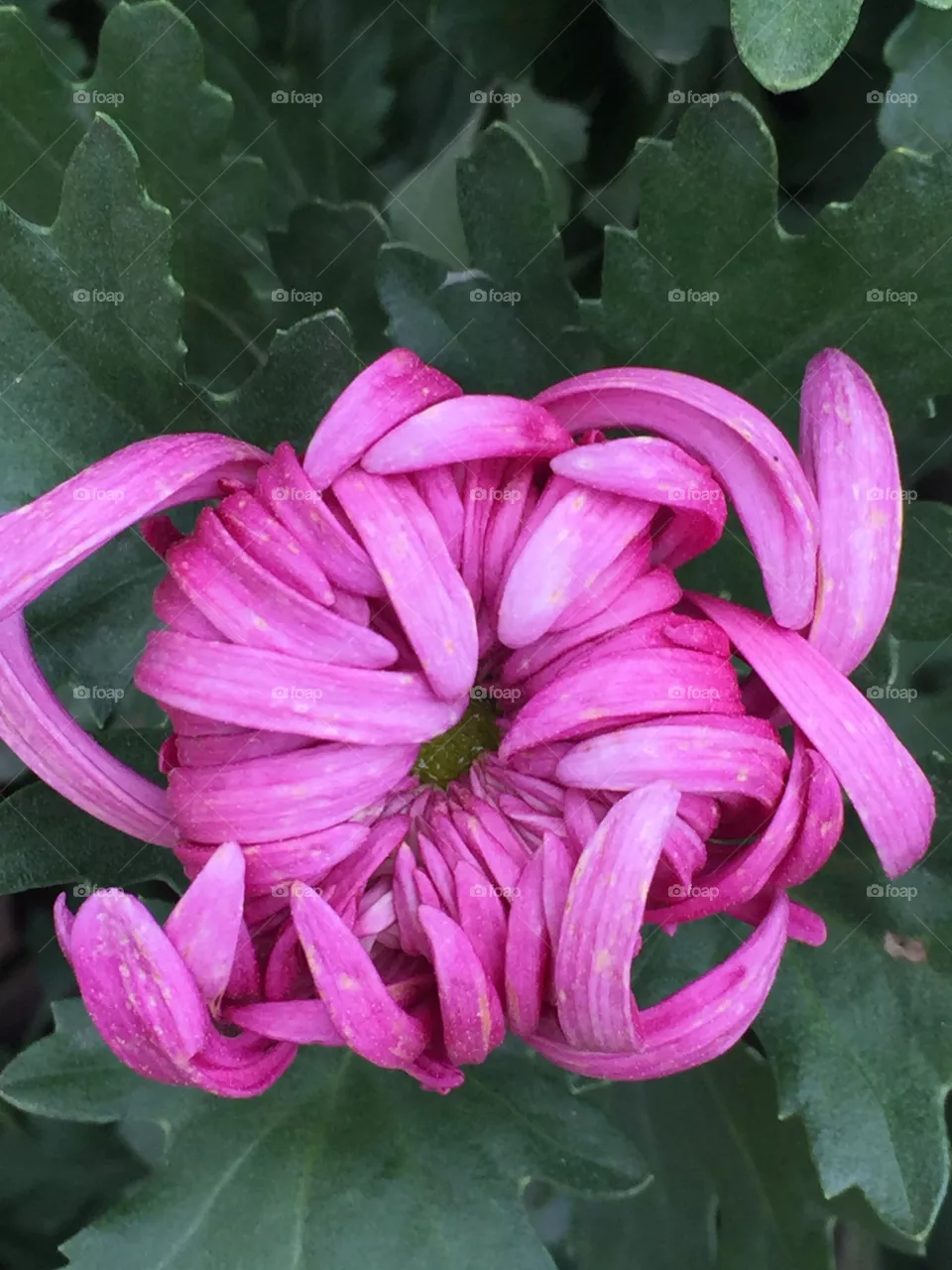 Chrysanthemum