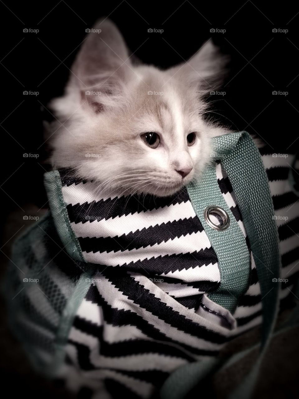 cats in the bag lol. my new kitten just jumped right into this diaper bag